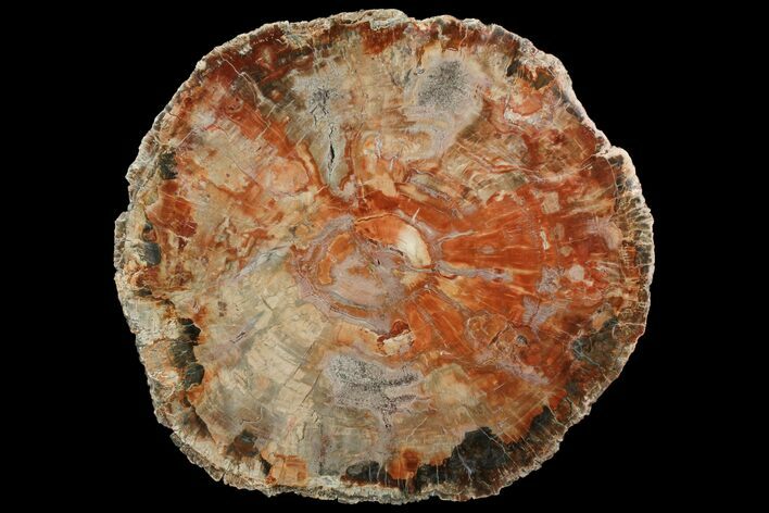 Petrified Wood (Araucaria) Slab - Madagascar #118558